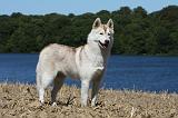 SIBERIAN HUSKY 531